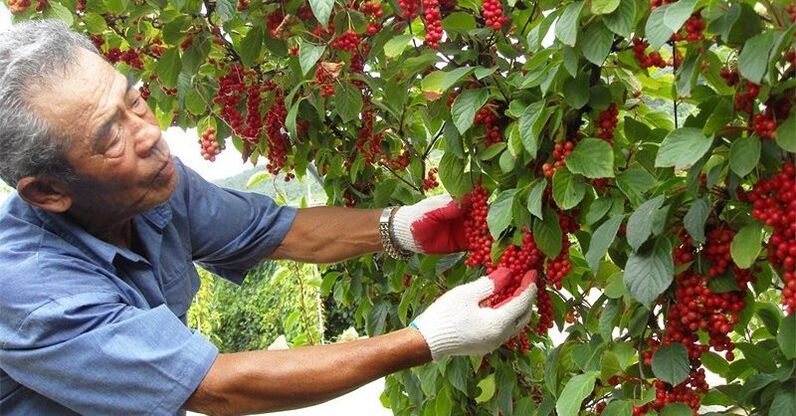 Gücü artırmak için Çin limon otu